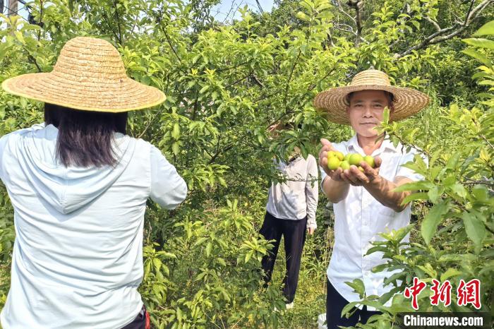 （走进中国乡村）南华李热销 广东侨乡信宜居民收入增-第1张图片-便民百事通网